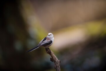 Long-tailed tit
