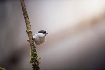 Willow Tit