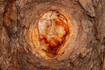 Herida en tronco de árbol por rama cortada,
