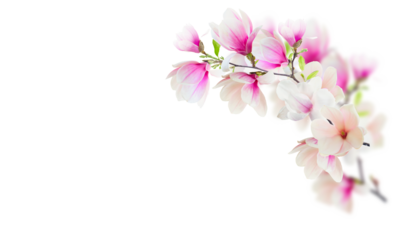 Stem with magnolia flowers 