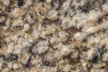 Textura de algas blancas con burbujas en la orilla del mar Mediterráneo.