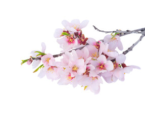 almond tree bloom - Powered by Adobe