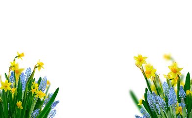 Yellow daffodil and blue muskari flowers © neirfy