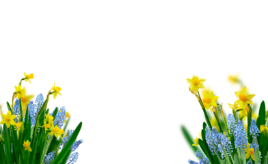 Yellow daffodil and blue muskari flowers