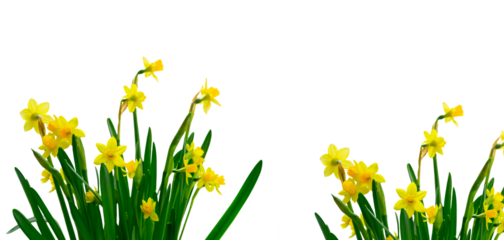 Yellow daffodil flowers
