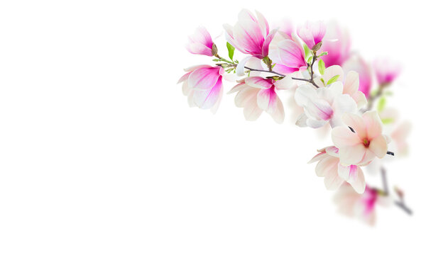 Stem with magnolia flowers 
