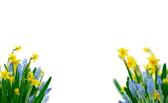 Yellow daffodil and blue muskari flowers