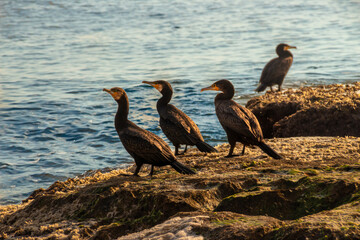 Cormorán moñudo, un ave acuática emblemática en la costa mediterránea.