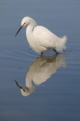 great white heron