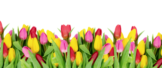 Pink, yeelow and violet tulips flowers