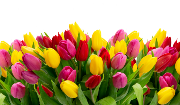 Pink, yeelow and violet tulips flowers - Powered by Adobe