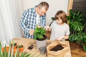 A teenage girl and dad are transplanting a monster houseplant into another pot. Home gardening and landscaping at home. family hobby