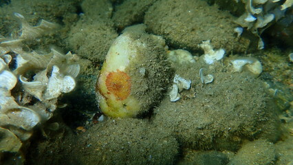 Encrusting brown algae or Thalloid red algae Peyssonnelia sp. rosa-marina var. on a smooth stone undersea, Aegean Sea, Greece, Halkidiki