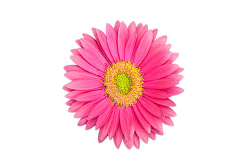 pink gerber daisy - obrazy, fototapety, plakaty