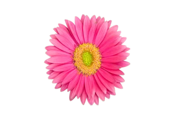 Wandaufkleber pink gerber daisy © PJA3Photography
