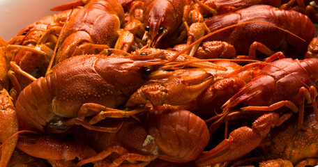boiled crayfish group close-up for banner background
