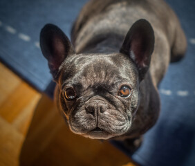 Aufschauende französische Bulldogge