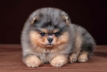 Small fluffy Pomeranian puppy on a brown background. Cute puppy