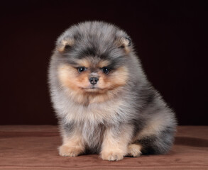 Small fluffy Pomeranian puppy on a brown background. Cute puppy