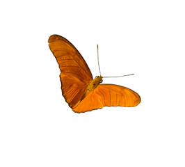 orange butterfly isolated on white background