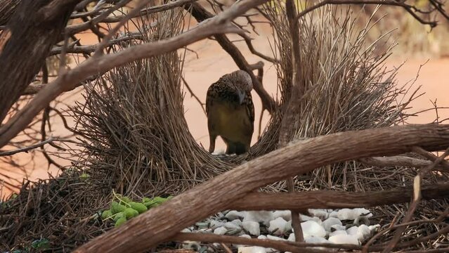 Western Bowerbird - Chlamydera guttata  endemic bird of Australia in Ptilonorhynchidae, brown with spots with a pink erectile crest on the nape, male constructs elaborate bower to attract females.