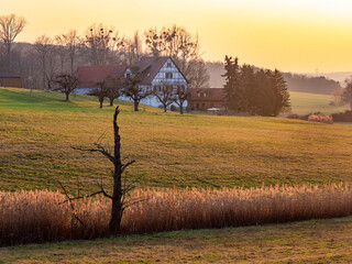 Schilfgürtel in malerischer Landschaft