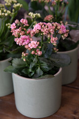 Obraz na płótnie Canvas Potted pink kalanchoe blossfeldiana plant on the desk.