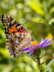 Close-up of a Painted Lady butterfly with multicolored wings that rests on a vibrant purple flowerhead of a New England aster, creating a picturesque portrait of nature against a green background.