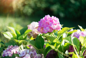 pink hydrangea bushes in the park. Selective focus on a beautiful bush of blooming  flowers and...