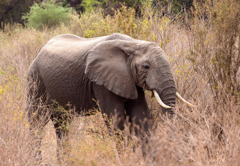 Fototapeta na wymiar Elephant, Tanzania 