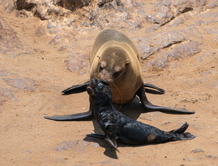 seal with baby seal on mouth in the seal colony in Henties Bay, Namibia