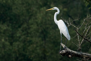 GREAT EGRET