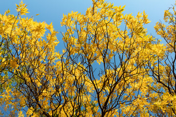 Brilliant fall colors glisten against the sky during autumn golden hour urban tree canopy
