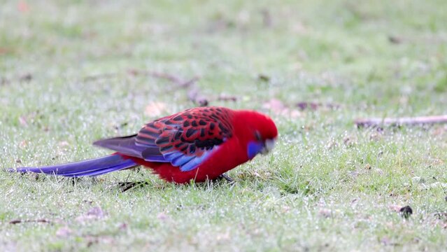 an adult crimson rosella crimson rosella eating grass seeds at a park in the snowy mountains of nsw, australia
