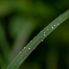 raindrops on a green wide leaf on a blurred background