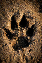 paw print of a large dog on the sand in the warm colors of the setting sun