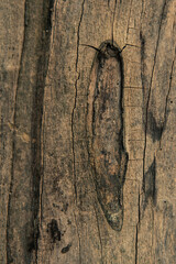 structure of a dry tree without bark with cracks, depressions and furrows