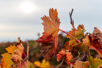 viñedo de castilla uvas catellanas