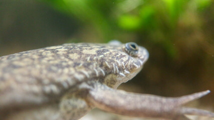 frog in the pond