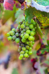 viñedo castilla viñedo de castilla