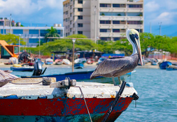 Fototapeta na wymiar pelicans in the harbor