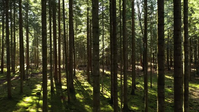 Slow vertical flying inside sunny forest landscape. Drone shot.