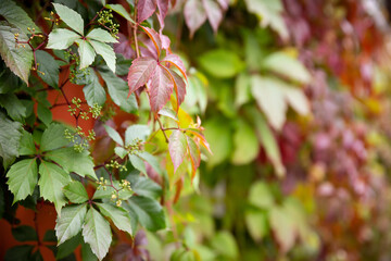 Colorful leaves of girls grapes, Parthenocissus quinquefolia, on the background of the burgundy...