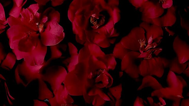 Close-up slow motion shot of scarlet flowers. Festive dark background, luxury 