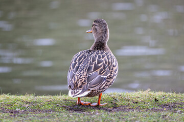 Close up of a female Mallard from behind with head turned sideways against a soft diffused green...