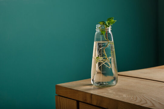 A small green stalk of indoor ivy (cheder) with long roots in a beautiful glass bottle of water on a wooden table against a harmonious background of a green wall. Propagation of indoor plants