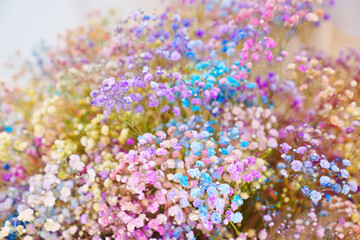Obraz premium gypsophila bouquet. Durable flowers for gift and interior decoration.