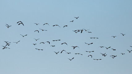 Vanellus vanellus - Lapwing - Vanneau huppé
