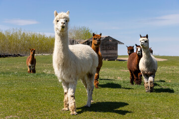 proud alpaca smiling for the camera with alpaca friends behind her