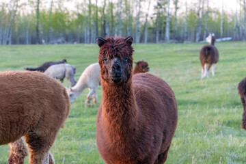 brown alpaca smiling for the camera